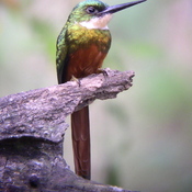 Rufous-tailed Jacamar